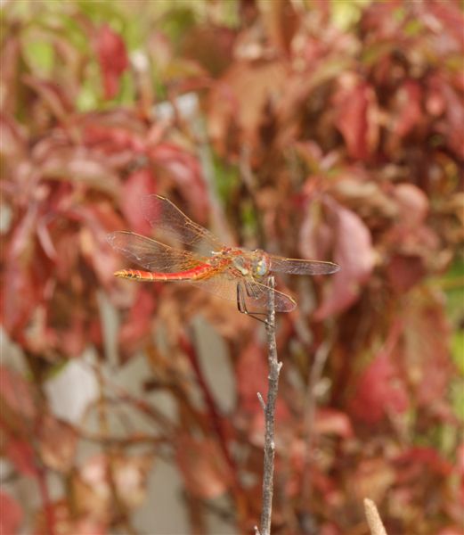 Sympetrum fonscolombii?